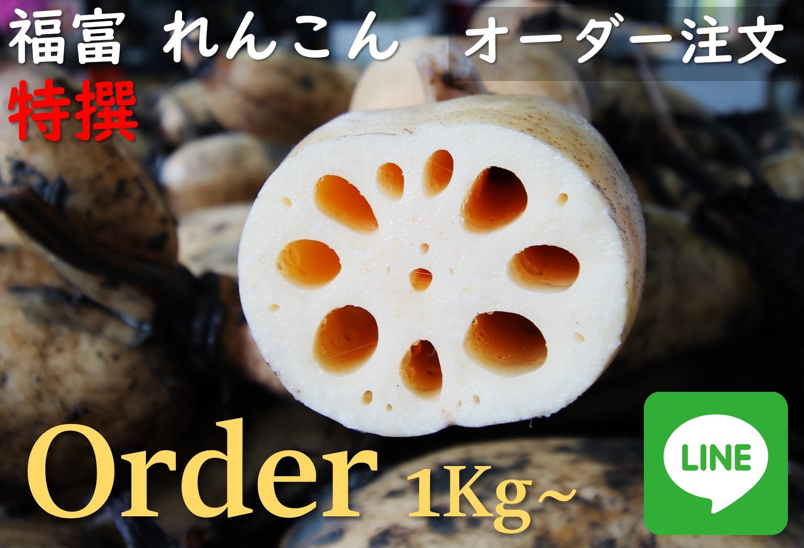 （LineでOrder）福富 れんこん オーダー注文 特撰 1Kg～